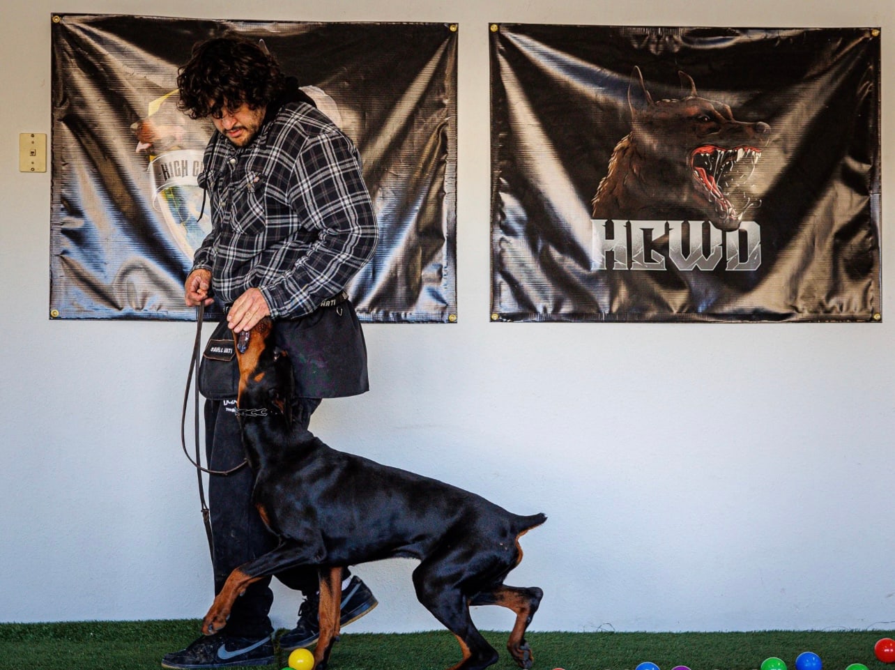 A trainer working a focused heel with a working-line dog at our Upland facility