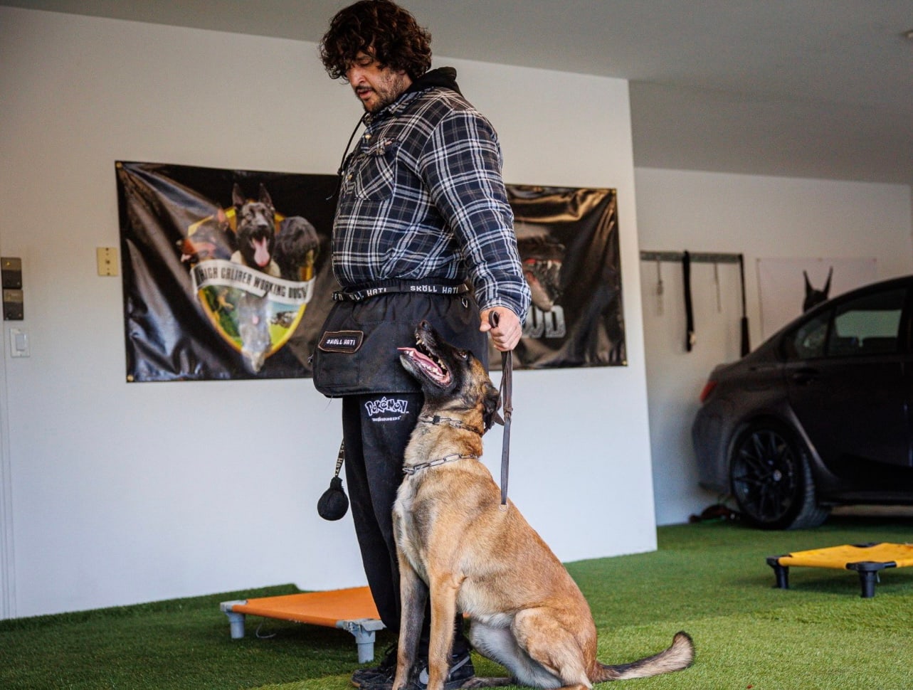 Andrew Pena working a sit-heel with a Belgian Malinois at our Upland facility