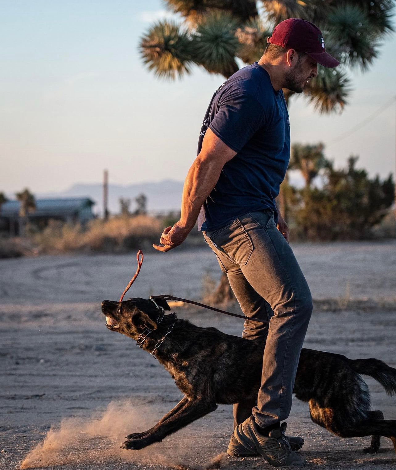 A working-line shepherd in focused training outdoors
