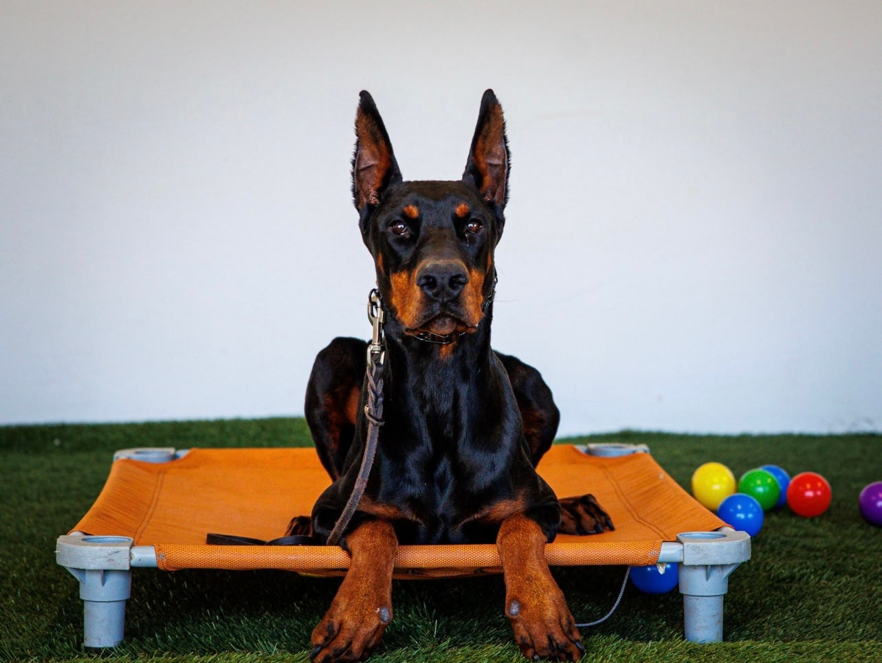 A Doberman holding a calm down-stay during behavior modification work