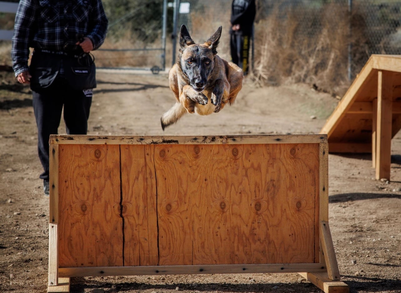 A working dog clearing a jump on the outdoor course at our Upland facility