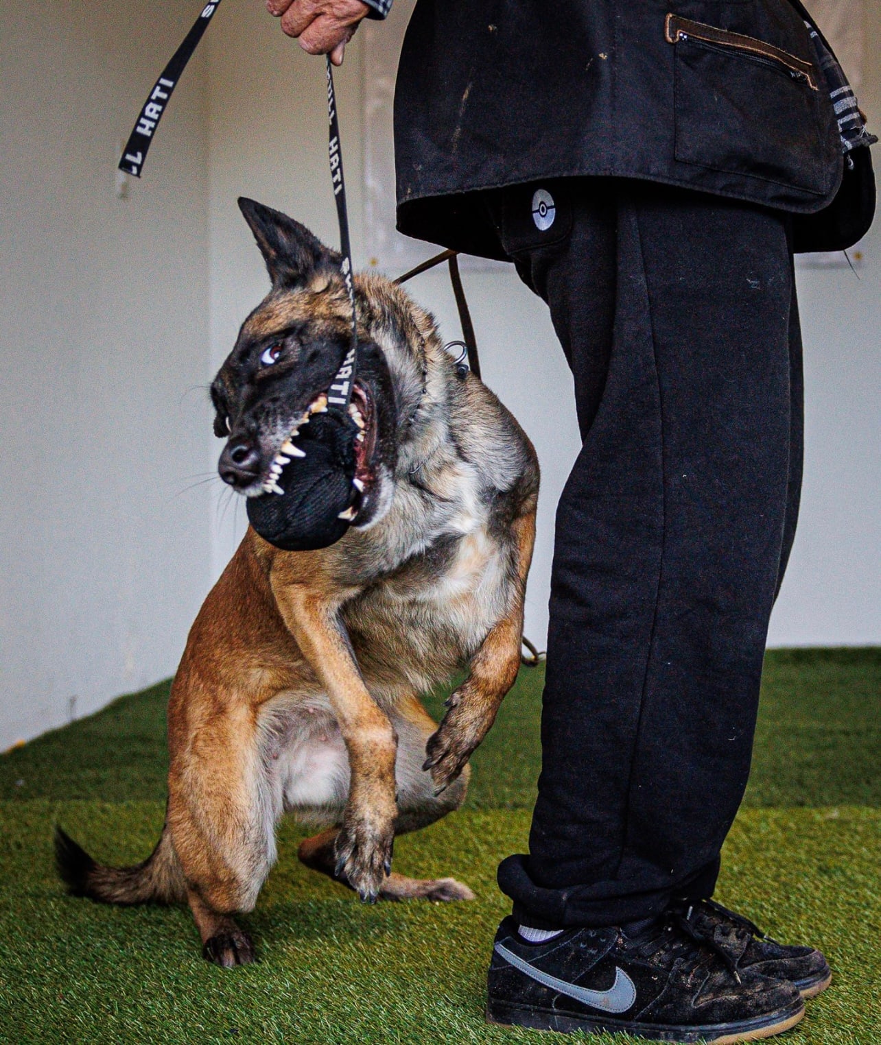 A muzzled Belgian Malinois in controlled training at our Upland facility